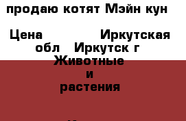 продаю котят Мэйн-кун › Цена ­ 25 000 - Иркутская обл., Иркутск г. Животные и растения » Кошки   . Иркутская обл.,Иркутск г.